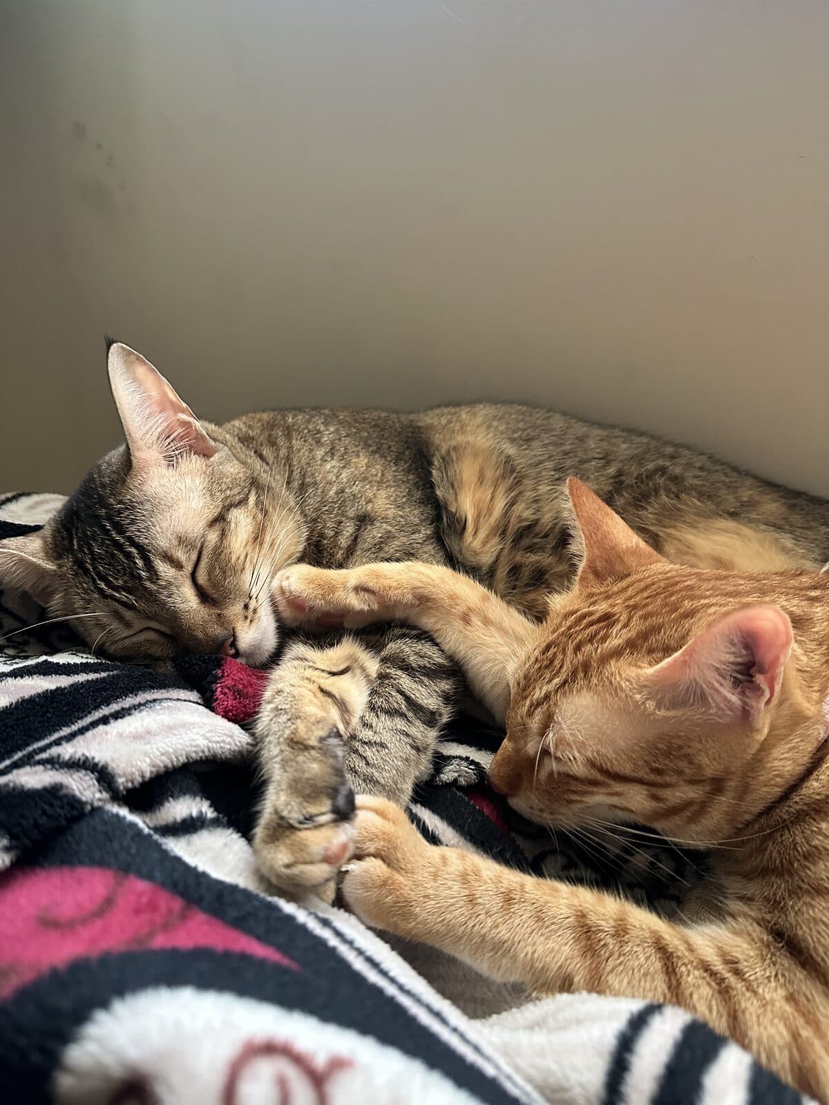 Cat Pile