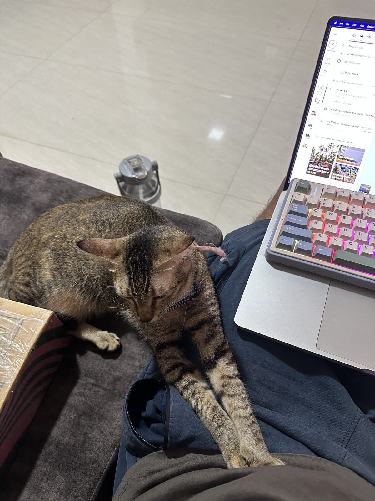 Desk Cat