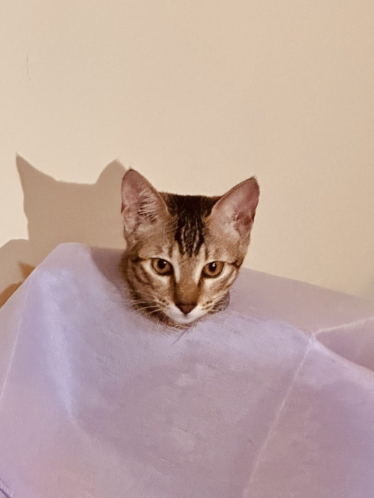 Kitten